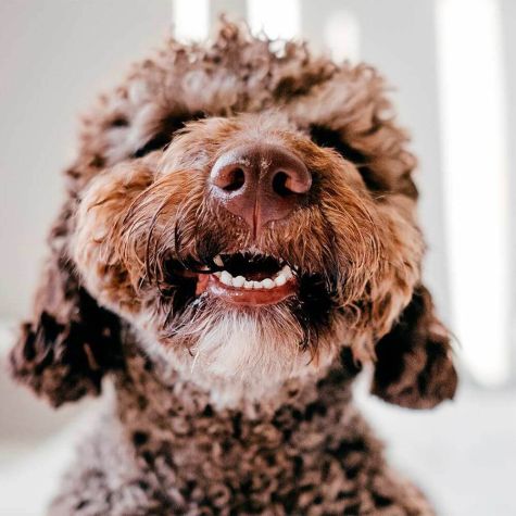 Werbeagentur Köln Neukunde Dogingstation